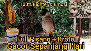 Download lagu Suara Burung KUTILANG GACOR Full Pisang   Kroto Bikin Kutilang Emosi n Gacor Sepanjang Hari mp3