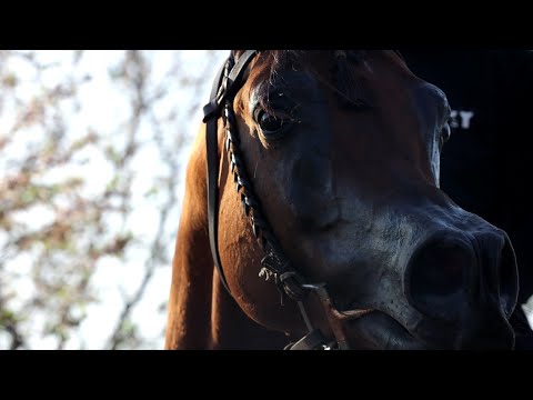 Rasheeb Under Saddle Winter 2023