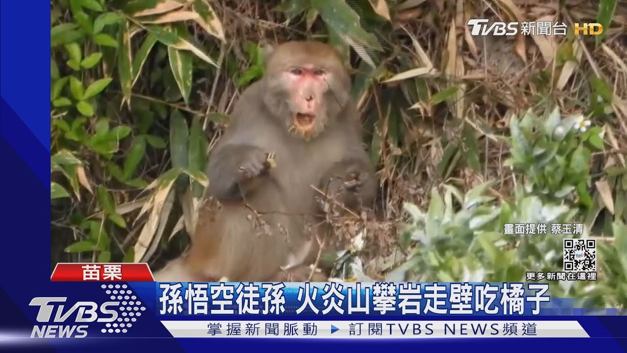 猴子才這樣!孫悟空徒孫 火炎山攀岩走壁吃橘子