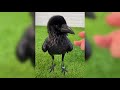 Crow Say Ola