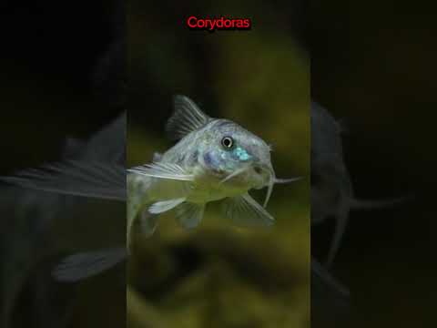 The Best Fish For a 20 Gal Tank!! 🐠🐠