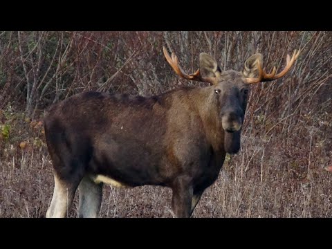 Älgjakt - Värmland - Drivjakt på elg i svensk Viltvårdsområde.