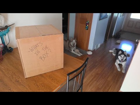 Our Biggest Unboxing Yet! Peterson and Savinelli!