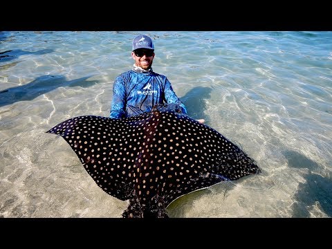 Food Chain Fishing Challenge 2 - Tiny Crabs to Giant Eagle Ray