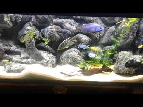 What fresh water fish could I keep that is carnivorous and 