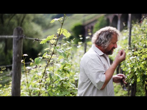Stuart Pigott - Master of terroir, Winery Clemens Busch