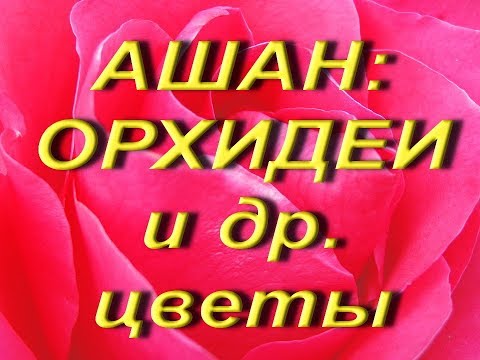 АШАН: ОРХИДЕИ и др. ЦВЕТЫ,26.01.2019.