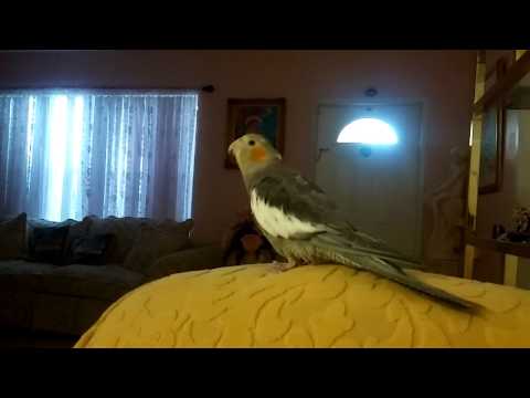 Cockatiel learning to sing la cucaracha. Tina
