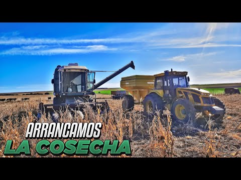 Seguimos con los novillos + Arrancamos la COSECHA DE MAÍZ / La Florida - Agrícultura y Ganadería