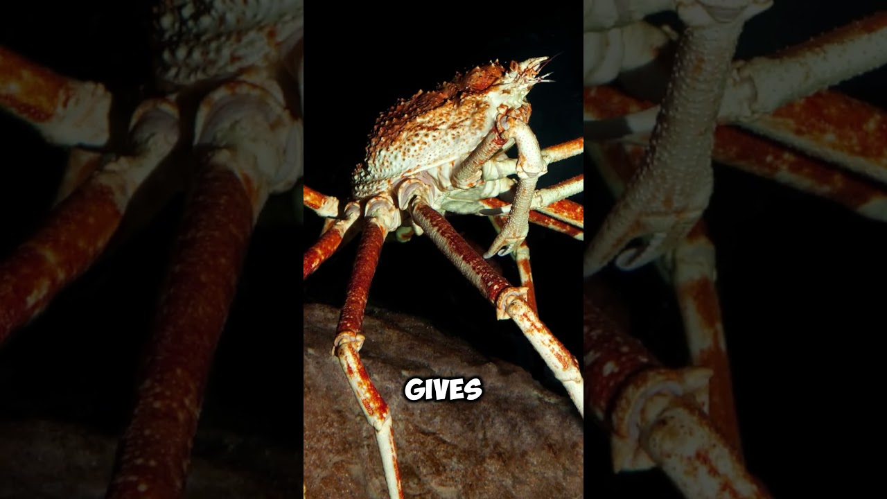 This Giant Crab Has Legs Longer Than a Car 😱