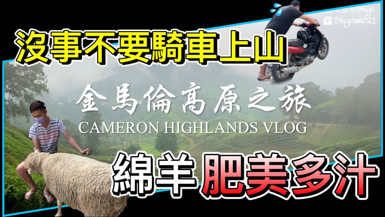 【馬來西亞旅遊】 金馬倫高原之旅 Cameron Highlands Vlog｜騎車上Mossy Forest卡半山！綿羊 + 薰衣草園 Lavender Garden