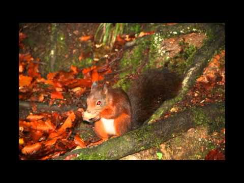 Alisa, Happy Birthday to you!