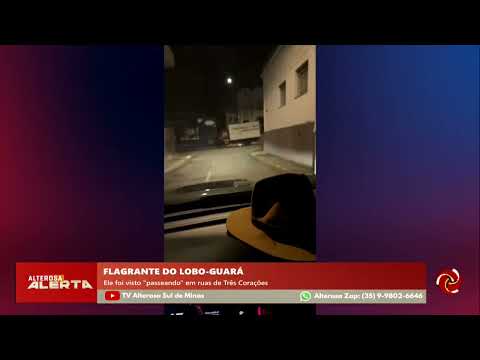 Lobo-guará é flagrado pelas ruas no centro de Três Corações