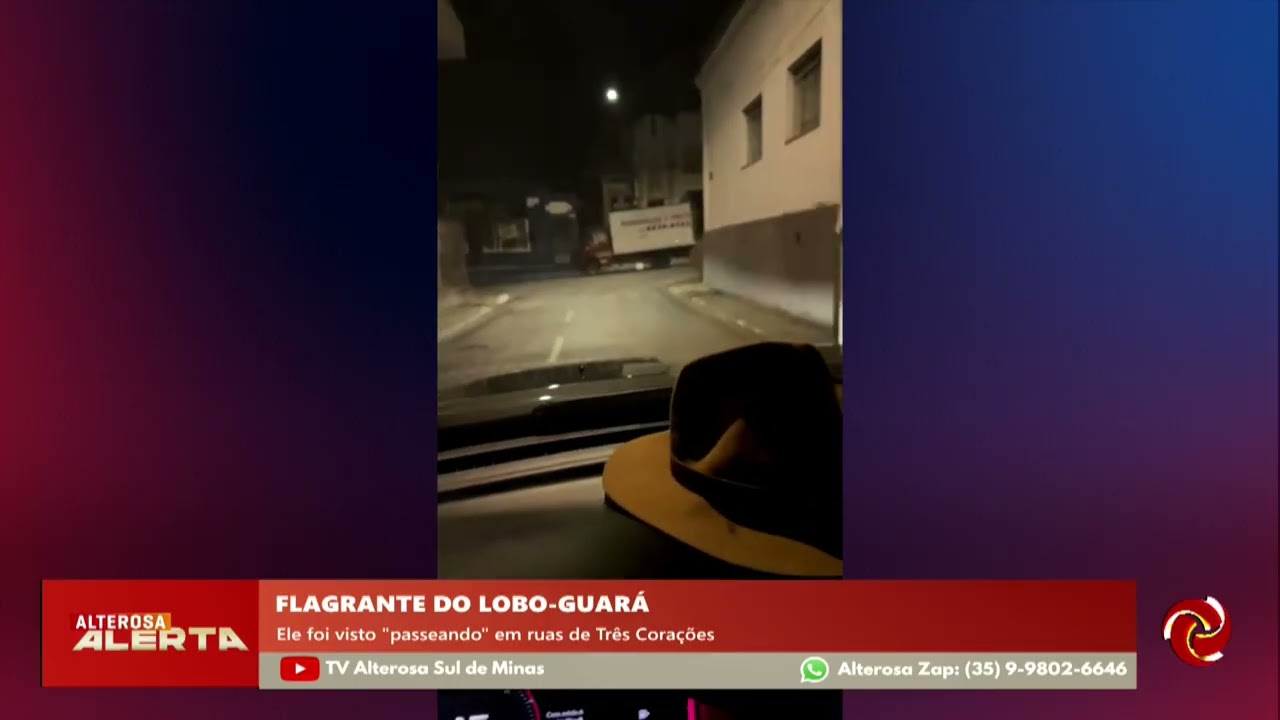 Lobo-guará é flagrado pelas ruas no centro de Três Corações