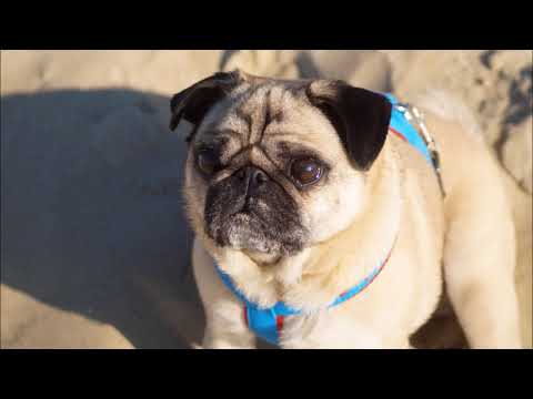 Unser Urlaub auf Texel