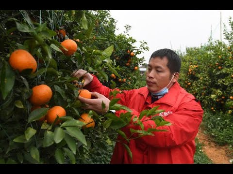 , title : 'Citrus fruit helps villages in S China's Guangxi fight poverty'