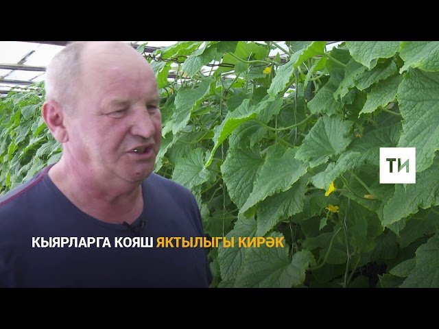 Эшмәкәр кыярдан мул уңыш алырга өйрәтә: авыруларны сарымсак белән дәвалыйбыз, поликарбонат кулланырга ярамый