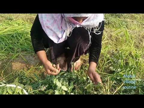 Matar torne ka tarika/Mohid village routine