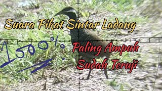 Download lagu Suara pikat burung sintar ladang // 100% paling Ampuh // Pakai suara anakan dijamin Langsung datang mp3 Download lagu Suara pikat burung sintar ladang // 100% paling Ampuh // Pakai suara anakan dijamin Langsung datang mp3