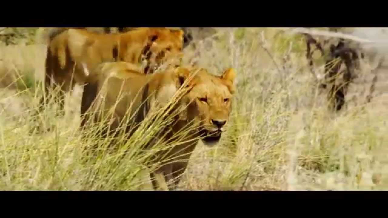 Namibia: Safari (0:20)