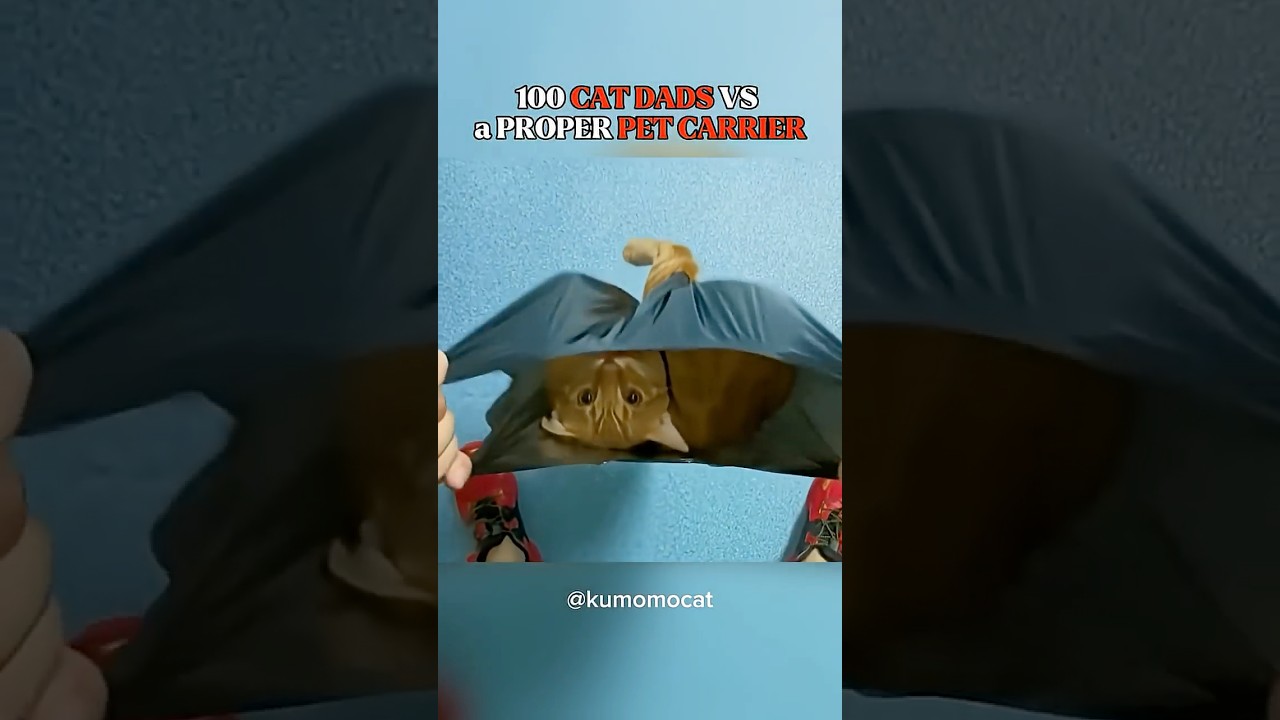 WHY DO THEY DO THIS 😭😭 #cat #catcore #funnycats #funyvideo  #shortsfeed