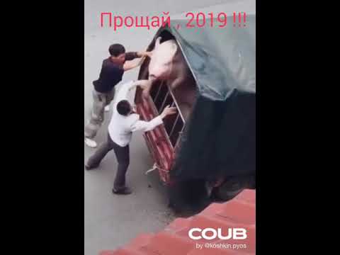 Прощание с годом свиньи.