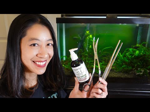 , title : 'How to Set up a Fish Tank with Live Plants'