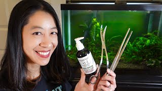 How to Set up a Fish Tank with Live Plants