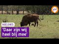 Wisent-koekalfje geboren op de Veluwe | Omroep Gelderland