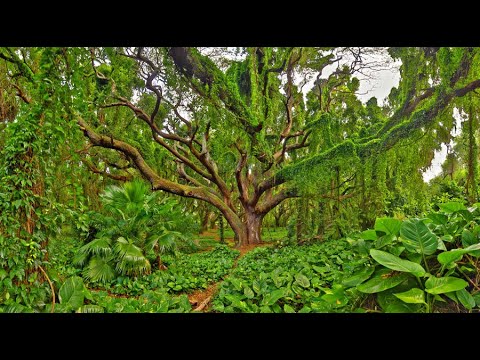 HAWAII, Maui, Honolua Forest : Amazing Planet (4K) 2022