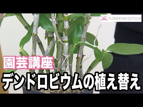 開花後の竹蘭のメンテナンスには、透明なプラスチックポットを使用することが望ましいです