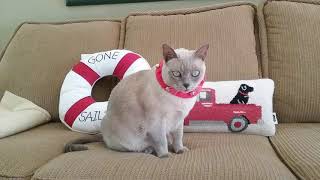 A Tribute to our Tonkinese Cat . . .