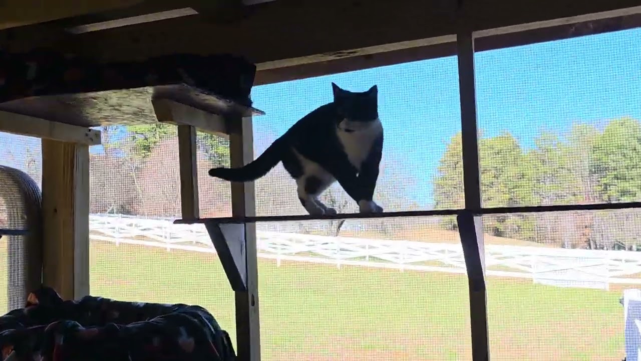 Enlarge Rosie, a Adoptable Domestic Short Hair in Blairsville, GA video 6/6