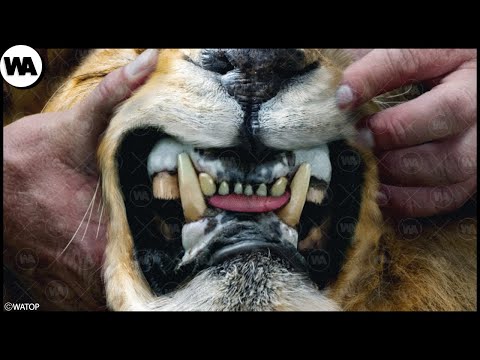 If You See a Tiger Without Teeth You Are Dead