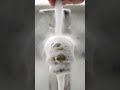 How to Clean a Rusty Tap Like New | #discover  #rust