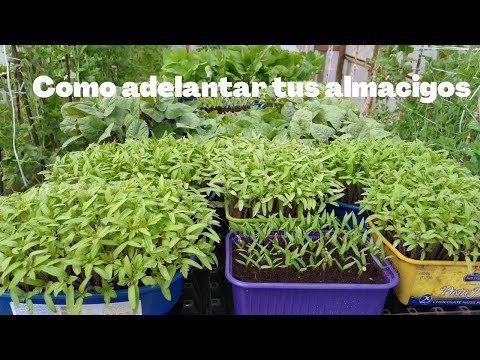 , title : 'Cómo adelantar almácigos || sacar temprano plantas de #aji y #tomate'