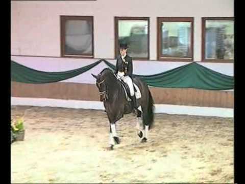 Danone I - Elite Stallions