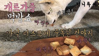 Dog Eating a Rusk [Sound Dogs Love]