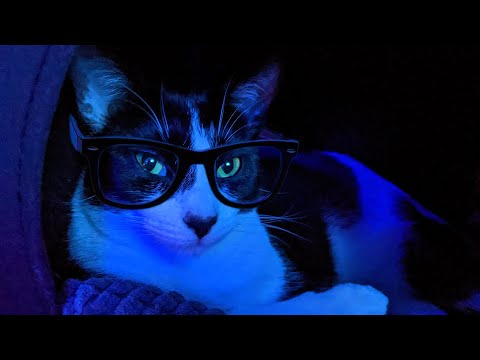Comparing human to cat and dog vision