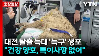 대전 탈출 늑대 '늑구' 생포…건강 이상 없어 / YTN
