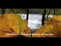 Cheshvan - Dappled shades of Autumn