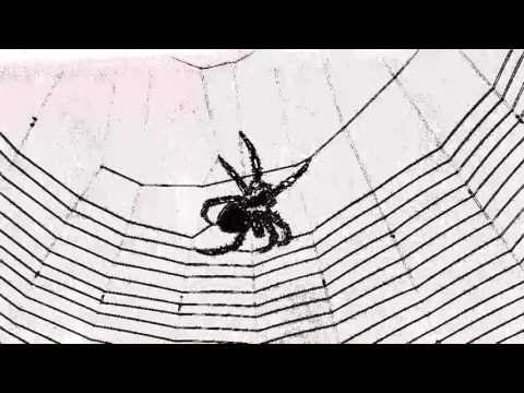Spider weaving web - web music - the ultimate string player
