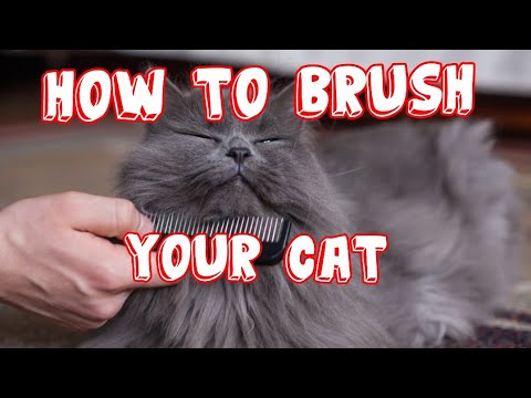 HOW TO BRUSH YOUR CAT'S HAIR 4k