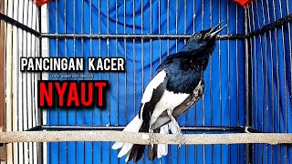 Download lagu SUARA BURUNG kacer gacor NGEPLONG tarung ini paling ampuh buat PANCINGAN KACER agar NYAUT mp3 Download lagu SUARA BURUNG kacer gacor NGEPLONG tarung ini paling ampuh buat PANCINGAN KACER agar NYAUT mp3