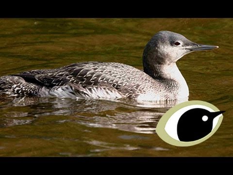 BTO Bird ID - Winter Divers