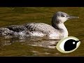 BTO Bird ID Winter Divers