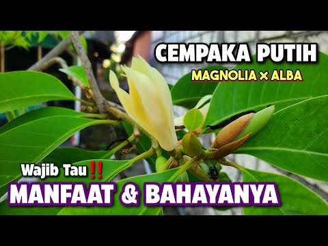 BENEFITS OF WHITE CEMPAKA FLOWERS & THEIR DANGERS ‼️ KANTIL FLOWERS | Magnolia × alba #white cemp...