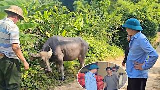 Download lagu Using Hoang's reputation, Khanh's mother managed to buy a buffalo for the wedding. mp3 Download lagu Using Hoang's reputation, Khanh's mother managed to buy a buffalo for the wedding. mp3