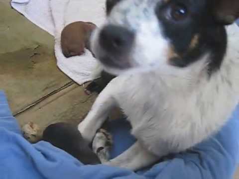 De eerste dag - puppies van Zidalia