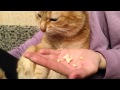 Кот ест попкорн 